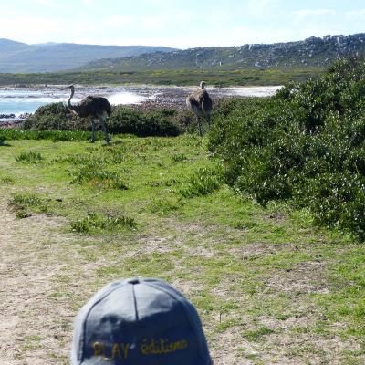 2017 07 Afrique Du Sud Autruches