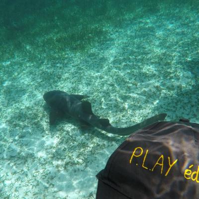 2018 07 Belize requin