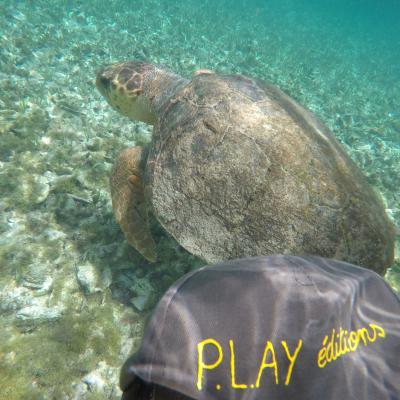 2018 07 Belize tortue